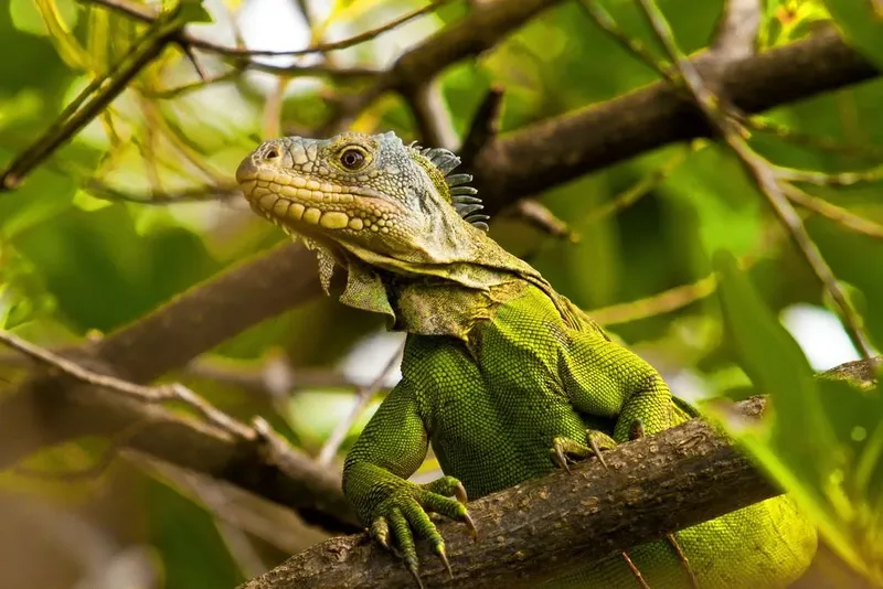 Grand iguane vert perché sur une branche d'arbre feuillue