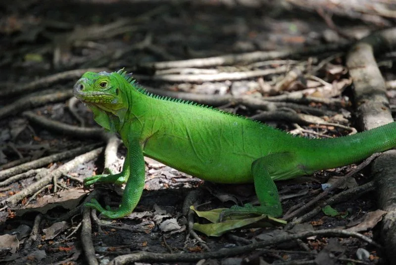 Grand iguane vert se reposant sur un sol couvert de feuilles mortes