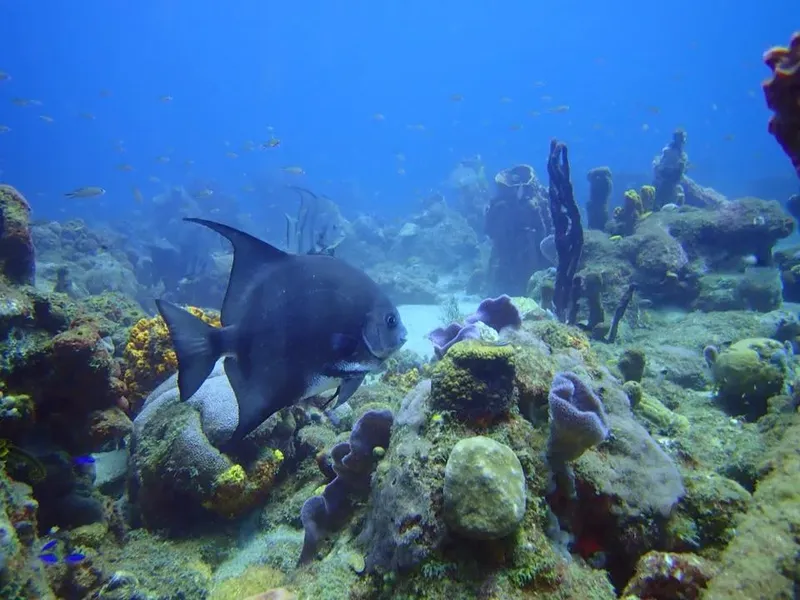 Poisson gris nageant au milieu des coraux et des rochers sous-marins