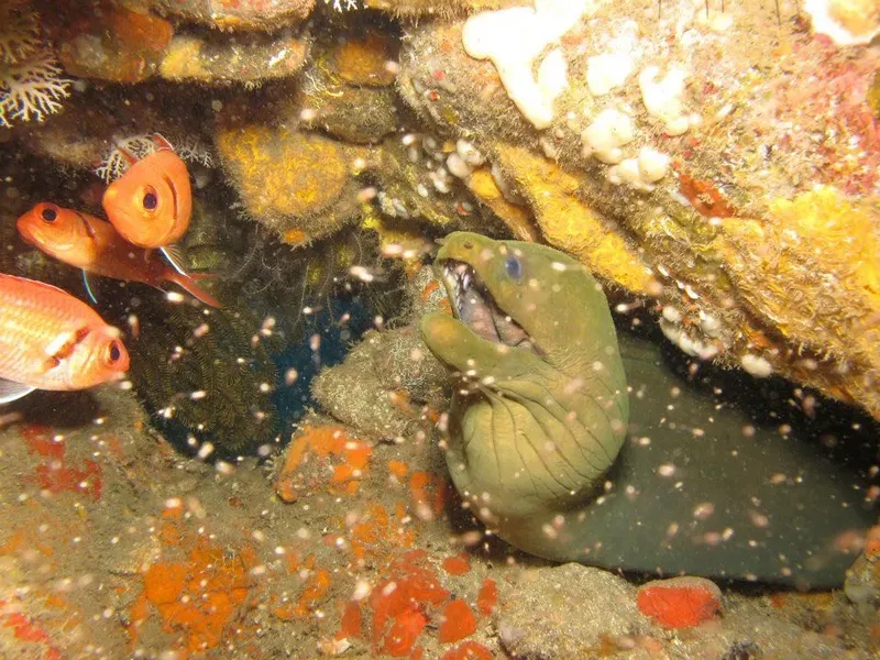 Murène et poissons rouges dans une grotte sous-marine rocheuse
