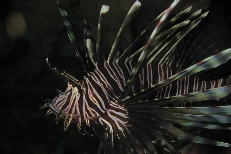 Poisson-lion zébré nageant dans l'obscurité, épines venimeuses déployées