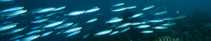 Banc de poissons argentés nageant en formation dans l'eau bleue