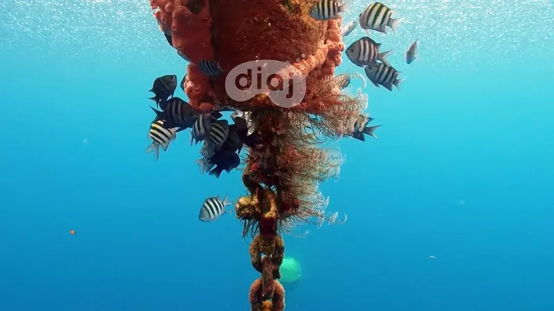 Cardeaux de navire colonisés par des coraux et de nombreux poissons tropicaux