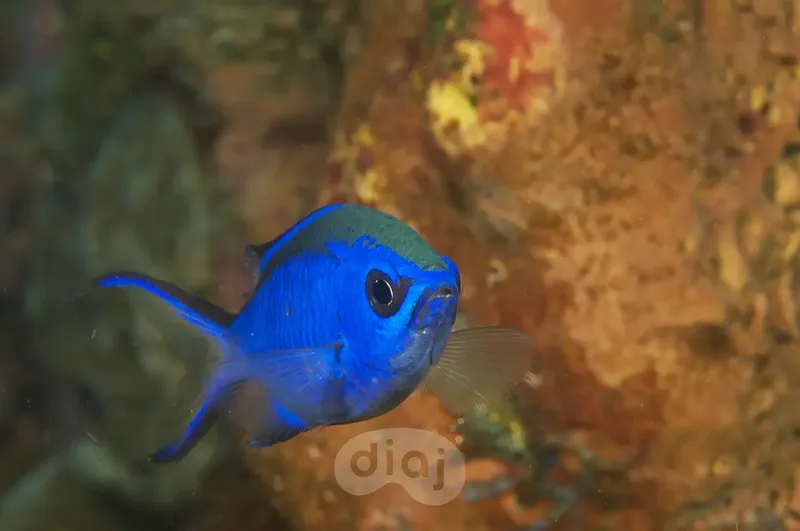 Poisson chirurgien bleu nageant près d'un récifal corallien coloré