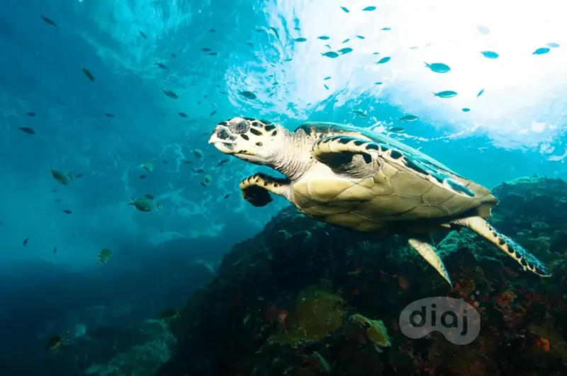 Tortue marine nageant au milieu d'un banc de petits poissons bleus