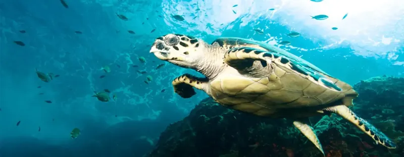 Tortue marine nageant dans une eau claire entourée de petits poissons