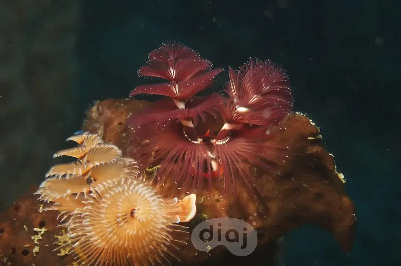 Plumes de mer rouges et jaunes sur un rocher sous-marin