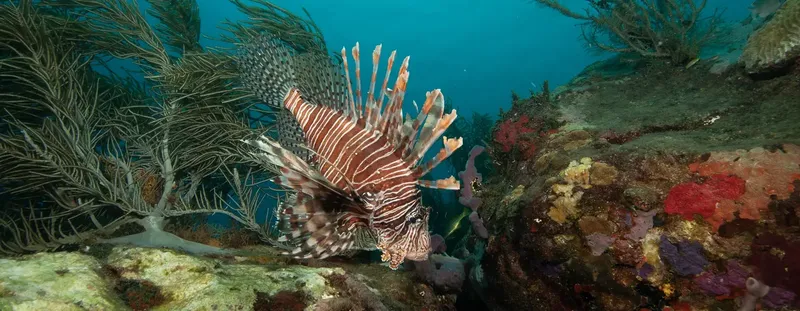Poisson-lion rouge et blanc nageant au milieu de coraux colorés