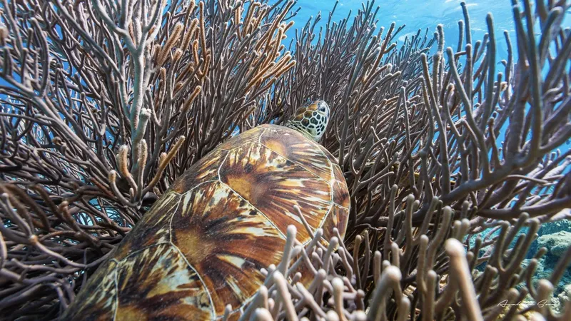 Tortue marine nageant au milieu de coraux branchus en eau claire