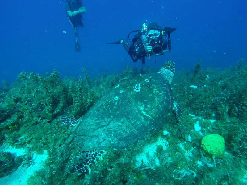 Deux plongeurs observent une tortue marine au-dessus d'un récif corallien