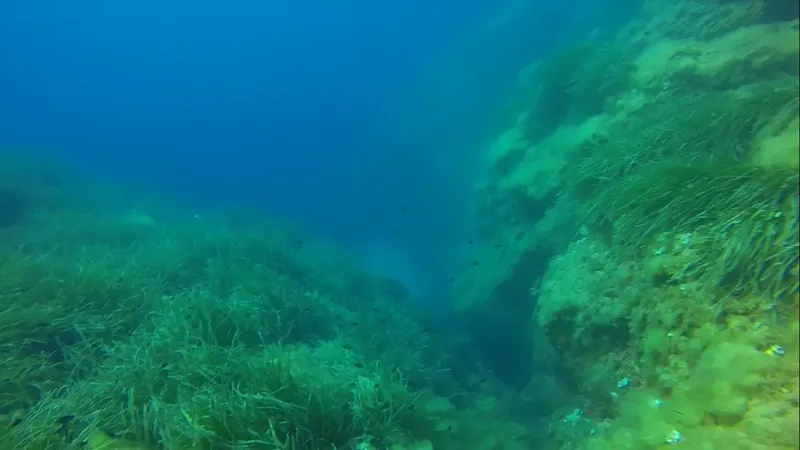 Vue sous-marine d'une zone rocheuse avec végétation aquatique et lumière diffuse