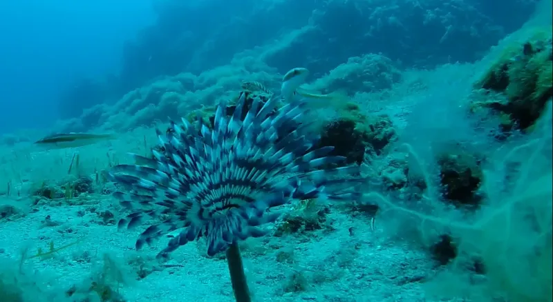 Une plume de mer bleue et blanche se dresse sur le fond marin