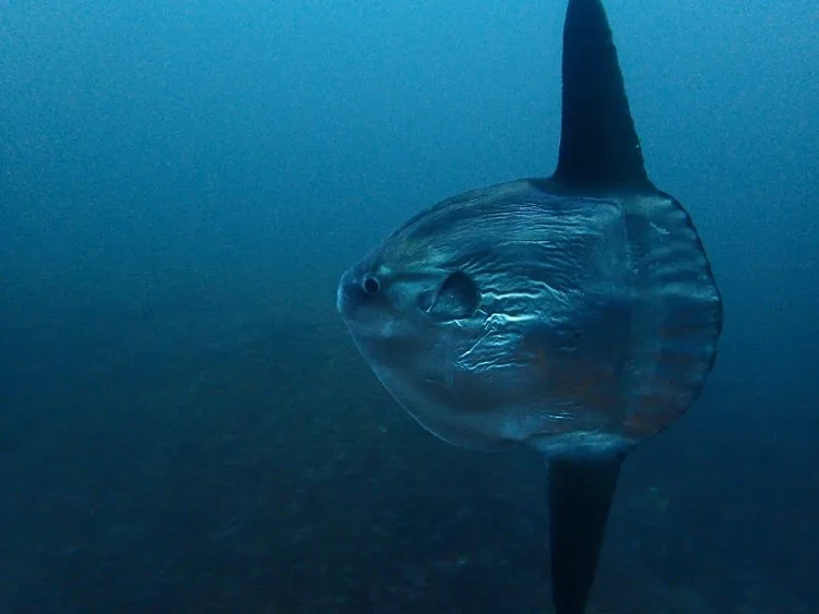 Un poisson-lune nage dans l'eau bleue, vue rapprochée, animal marin