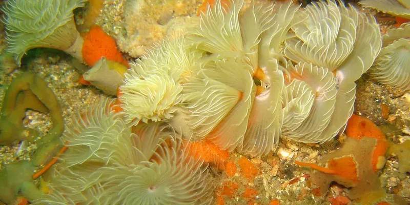 Anemones de mer colorées sur un fond rocheux sous-marin