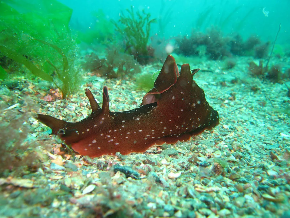 Nudibranche marron tachetée sur fond sableux avec algues vertes