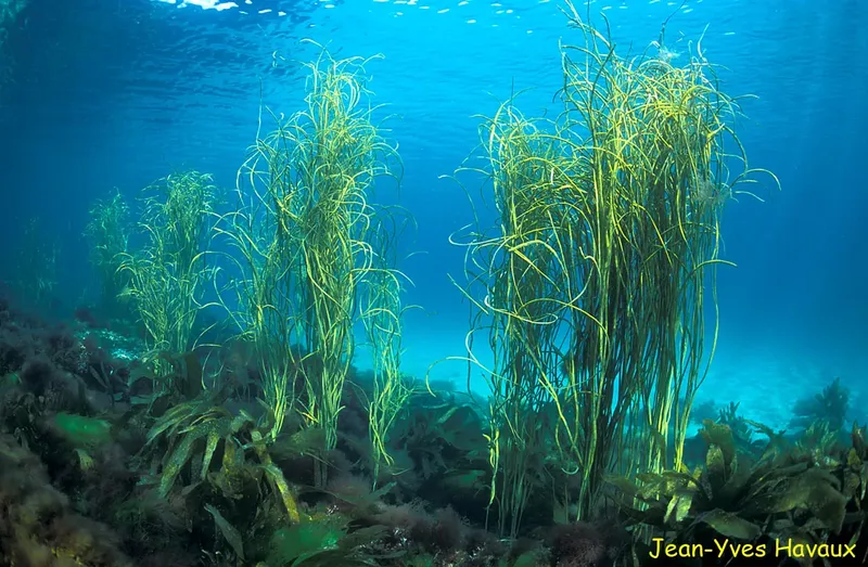 Herbiers de posidonie en mer, lumière bleue, faune et flore marine