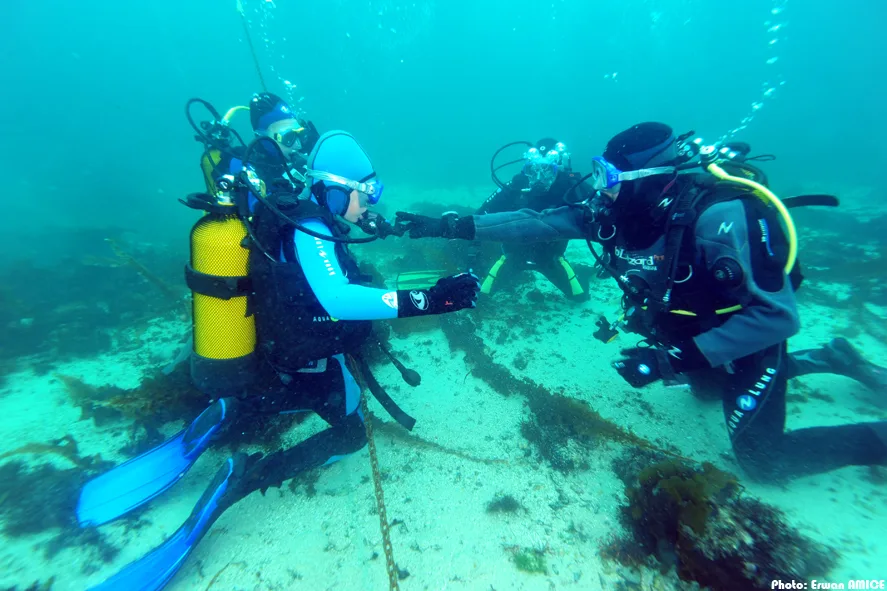 Plongeurs communiquent sous l'eau, équipés et explorant le fond marin