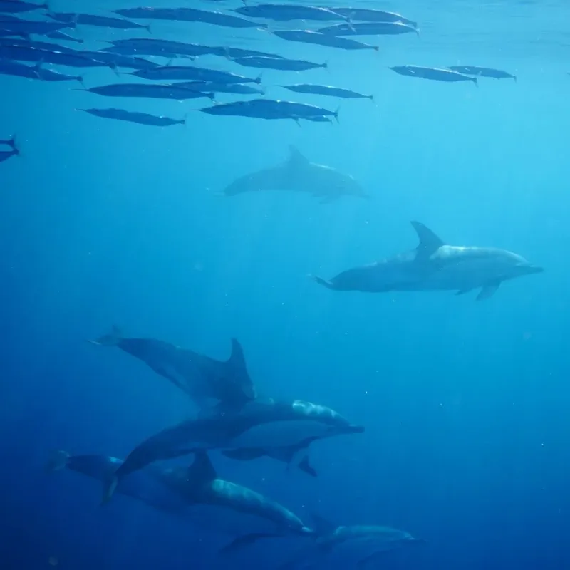Groupe de dauphins nageant dans une eau bleue claire et profonde