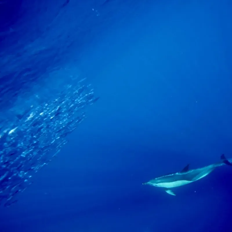 Un dauphin nage paisiblement au milieu d'un banc de poissons argentés