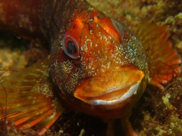 Gros plan d'un poisson rouge et marron sur un fond rocheux