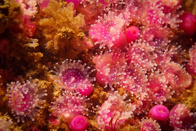 Anemones de mer roses et corail jaune sur fond rocheux