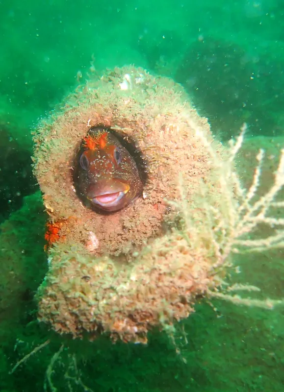 Un petit poisson rouge et blanc regarde la camera sous l'eau