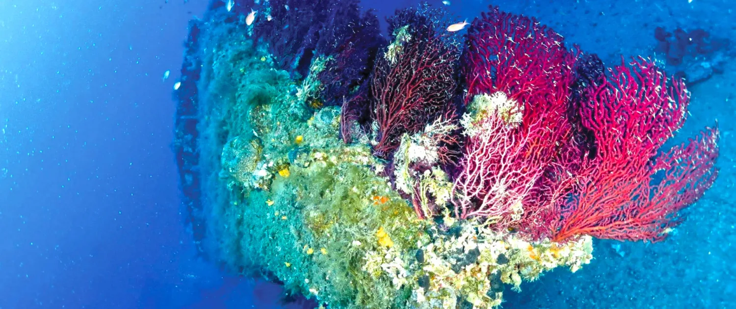 Épaves sous-marines colonisées par des gorgones rouges et des poissons