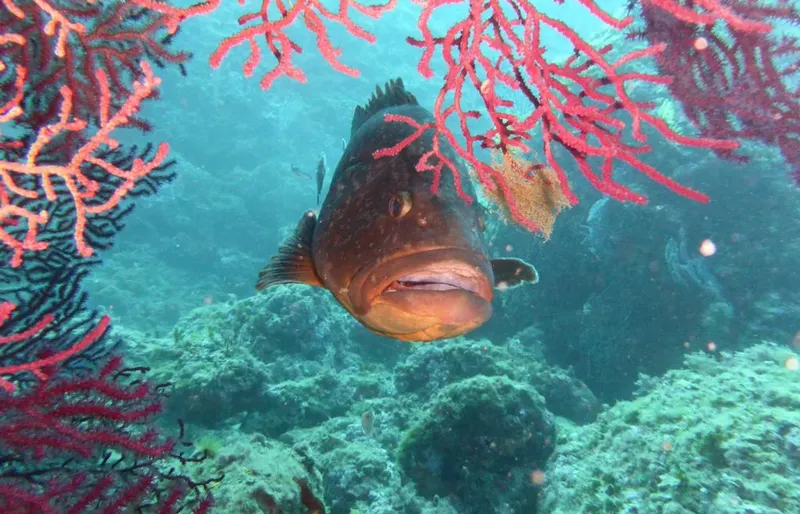Mérou brun face à la caméra, corail rouge et fond marin