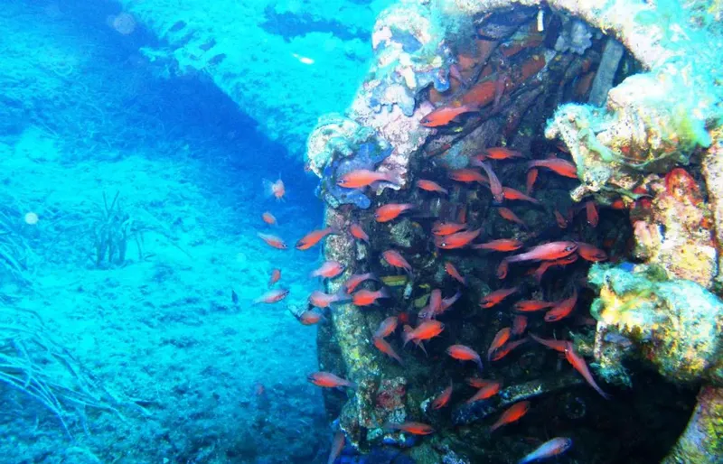 Epave sous-marine colonisée par de nombreux petits poissons rouges et coraux
