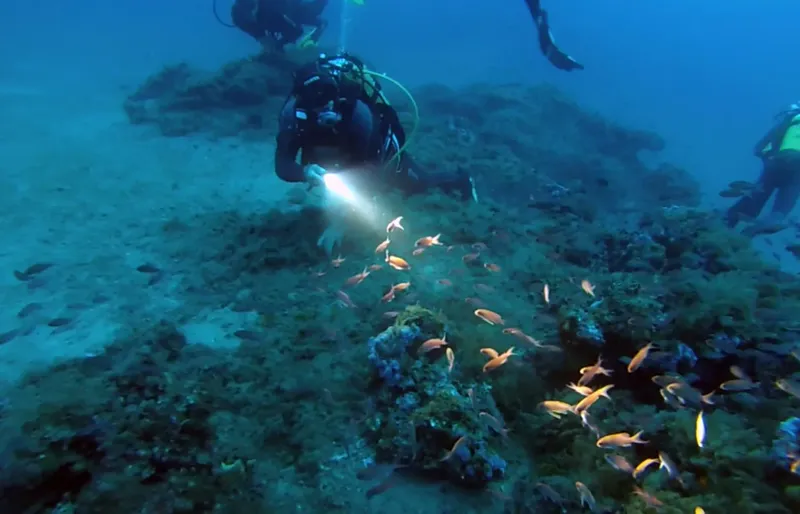Deux plongeurs explorent un fond marin rocheux avec des poissons