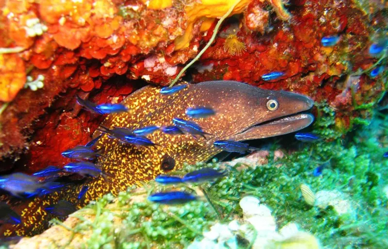 Murène tachetée et banc de poissons bleus dans un récif corallien