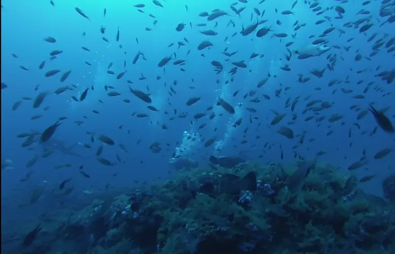 Banc de poissons argentés nageant autour d'un plongeur en profondeur