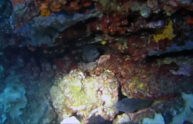 Poissons cachés dans une grotte rocheuse sous-marine colorée