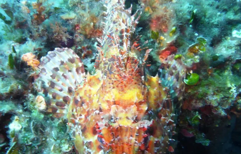 Poisson-scorpion perché sur un récifal corallien coloré en milieu marin