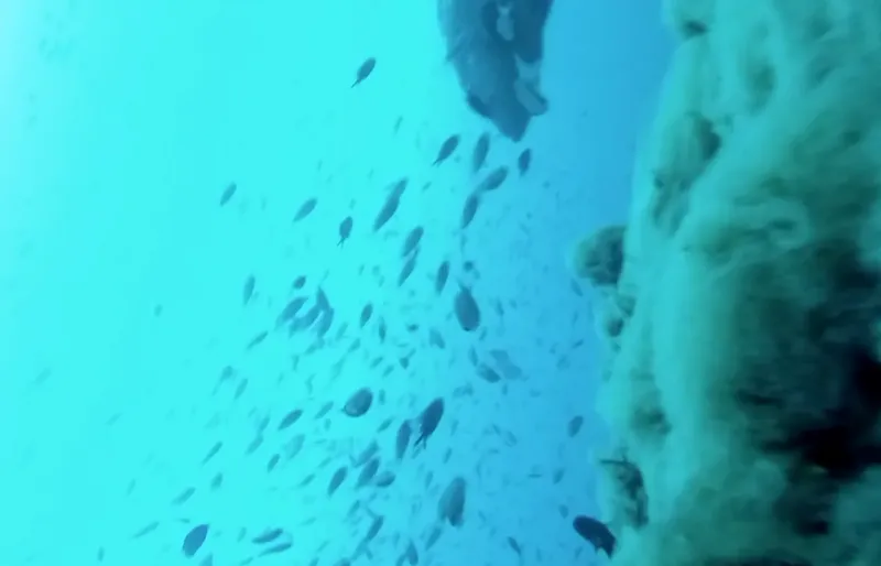 Banc de petits poissons argentés nageant près d'une paroi rocheuse sous-marine