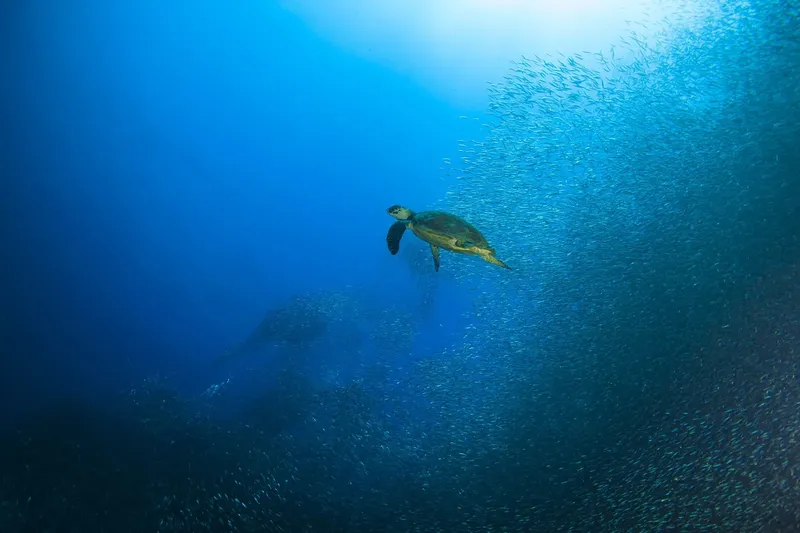 Tortue marine nageant au milieu d'un banc de poissons argentés