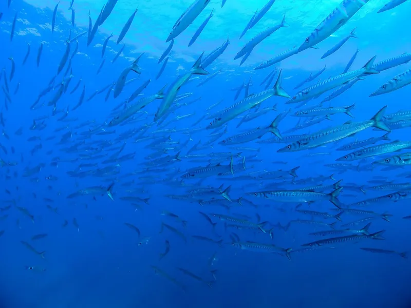 Banc de carangues argentées nageant en formation dans l'eau bleue