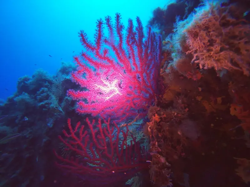 Gorgones rouges et corail sur fond bleu, vie marine sous-marine