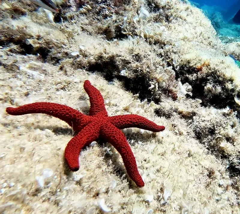 Etoile de mer rouge sur fond rocheux et sableux sous-marin