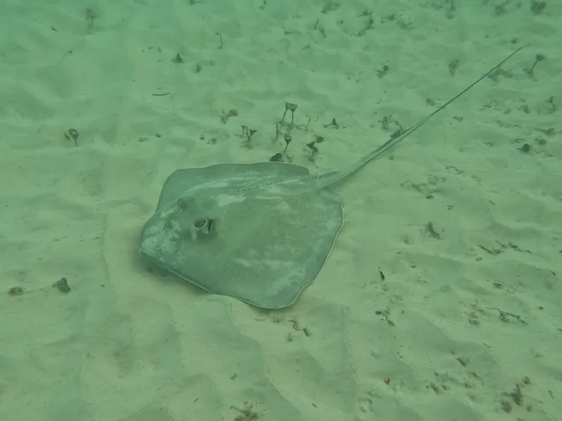 Raie pastenague sur fond sableux en milieu aquatique clair
