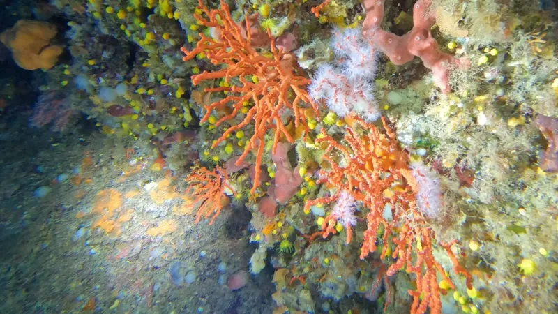 Coraux orange et éponges colorées sur un fond rocheux marin