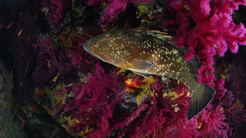 Un mérou brun se fond dans un récif corallien rouge vif