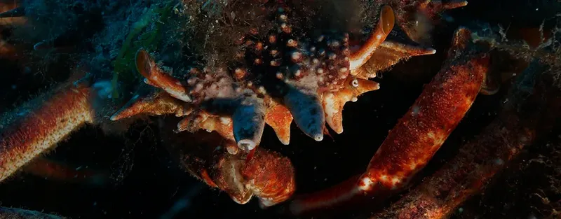 Gros plan d'un crabe orné de petites anémones en milieu marin