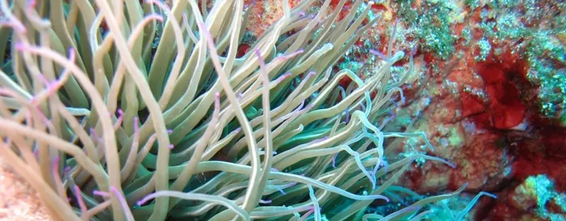 Anémone de mer colorée sur un récifal corallien sous-marin