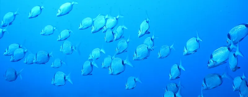 Banc de poissons argentés nageant dans une eau bleue claire