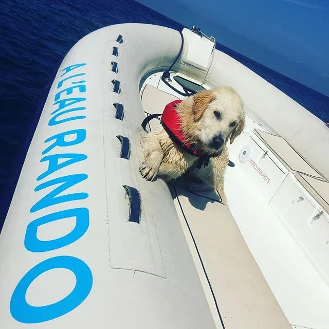 Chien golden retriever portant un gilet de sauvetage sur un bateau