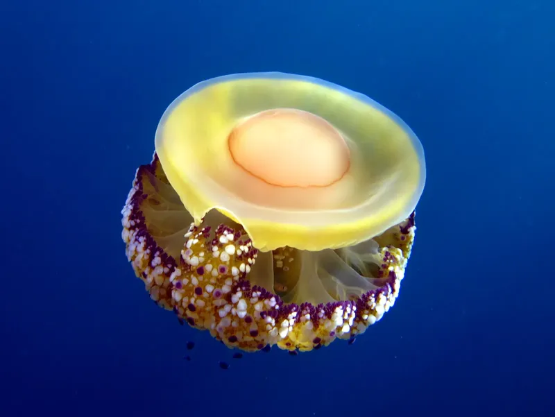 Méduse jaune et rose flottant dans l'eau bleue de la mer