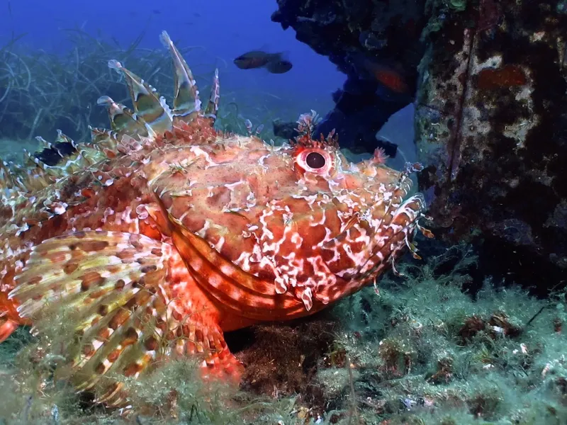 Rascasse rouge posée sur le fond marin, regardant vers l'avant