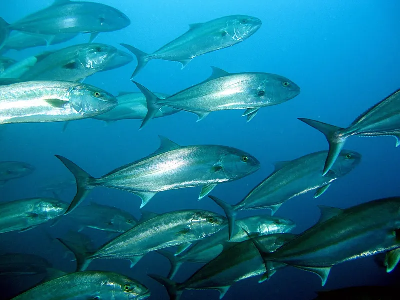 Banc de carangues argentées nageant en formation dans l'eau bleue
