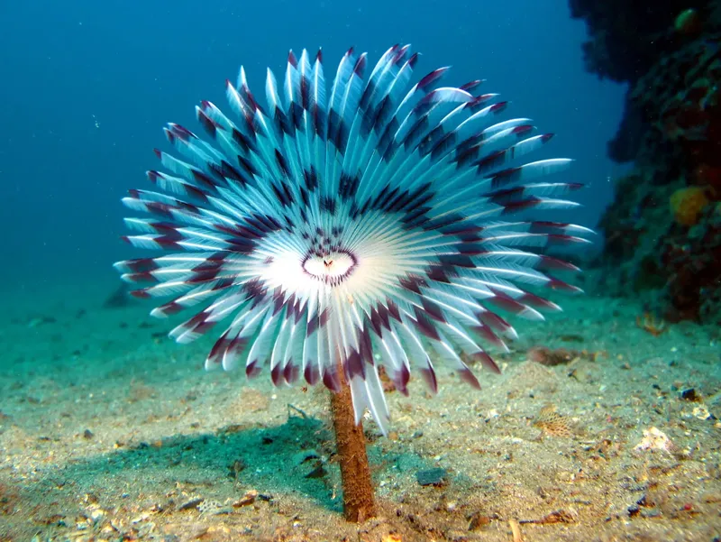 Lis de mer rayé bleu et blanc sur fond sableux